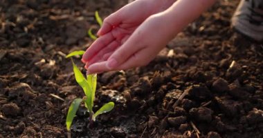 Çiftçinin elleri yeşil filizlerin üzerine palmiyelerden su döker..