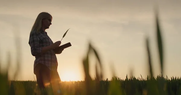 Жінка Фермер Вивчає Розсаду Пшениці Стоїть Полі Сонце Встановлює Зображення — стокове фото