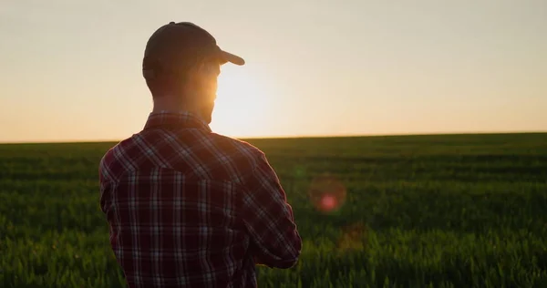 夕暮れ時の小麦畑を見る若い成功した農家 後ろからの眺め — ストック写真