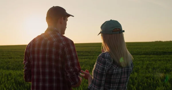 若い成功した農民のカップルは日没時に小麦畑の近くで通信します タブレットを使う — ストック写真