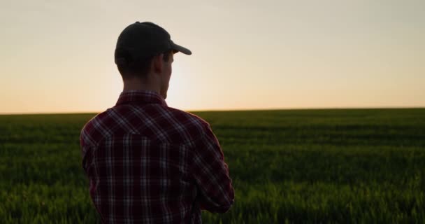 Молодой Успешный Фермер Смотрит Пшеничное Поле Закате Вид Сзади — стоковое видео