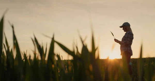 Жінка Фермер Вивчає Розсаду Пшениці Стоїть Полі Сонце Встановлює Зображення — стокове фото