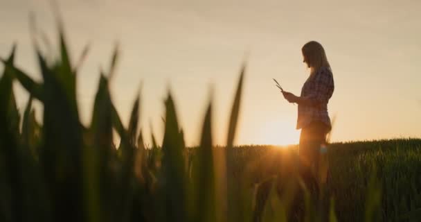 Silhouette Einer Bäuerin Untersucht Die Triebe Des Weizens Stehen Einem — Stockvideo
