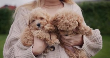 Sıcak kazaklı bir kadın ellerinde iki tane kahverengi köpek yavrusu tutuyor..