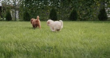 A group of cute maltipu puppies run through the green grass.