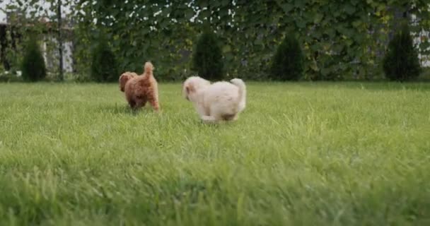 Group Cute Maltipu Puppies Run Green Grass — Stock video