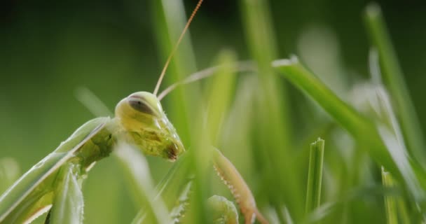 Zielona Modliszka Trawie Wtapiająca Się Otoczenie — Wideo stockowe