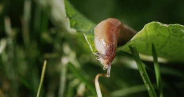 Hayret verici bir hayvan - sümüklü böcek yeşil çimlerde sürünüyor. 4k video