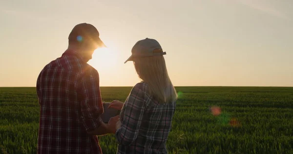 Pár Mladých Úspěšných Farmářů Komunikuje Při Západu Slunce Poblíž Pšeničného — Stock fotografie