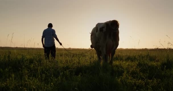 Właściciel Krowy Trzyma Bydło Smyczy Stojąc Zachodzie Słońca Łące — Wideo stockowe
