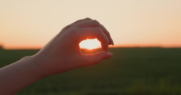 Жіночі Руки Тримають Диск Сонця Який Встановлює Над Полем Пшениці — стокове відео