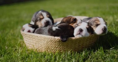 Yeşil çimlerde şirin köpek yavrularıyla dolu bir sepet..