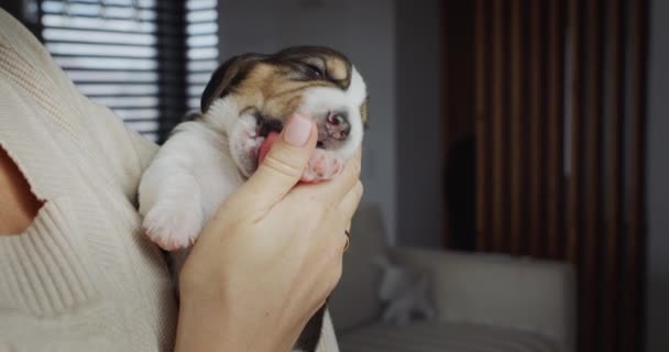 Pequeno Cachorro Beagle Nas Mãos Anfitriã Dedo Dela Desliza — Vídeo de Stock