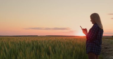 Bir çiftçi kadın gün batımında bir buğday tarlasının arka planında duruyor, akıllı telefon kullanıyor.