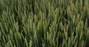 Çiftçiler gün batımında buğday kulaklarını okşar.