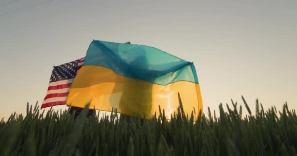 小麦畑にウサとウクライナの旗を持つ若いカップル — ストック動画