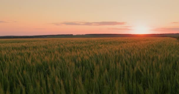 Malebná Krajina Západu Slunce Nad Pšeničným Polem — Stock video