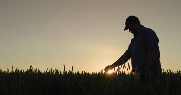 Buğday Tarlasında Bir Çiftçinin Silueti Elleriyle Kulaklara Dokunur — Stok fotoğraf
