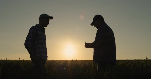 Apretón Manos Dos Manos Masculinas Agricultores Sobre Fondo Campo Trigo — Vídeos de Stock