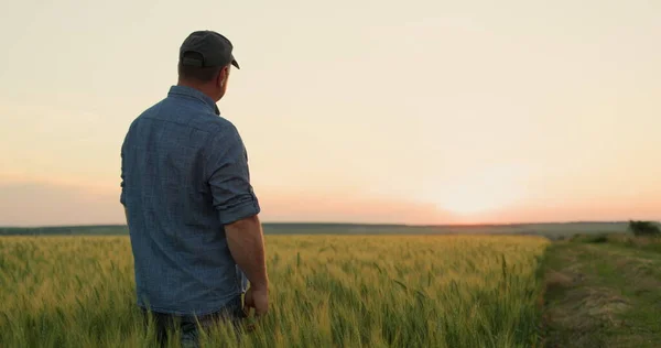 Farmer Looks His Field Wheat Clear Summer Evening — Stock Photo, Image