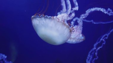 Beautiful jellyfish in blue water, amazing animals.