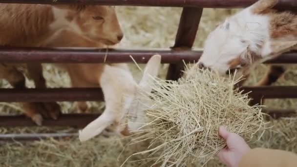 Farmer Feeds His Beloved Goats Hands Them Hay His Hand — Stock Video