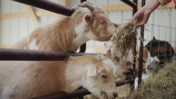 農家はヤギに手から餌を与え納屋の柵を通して干し草の束を渡す — ストック動画
