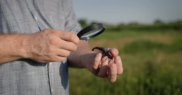 Hombre Mira Grandes Escarabajos Ciervos Través Lupa Vídeo — Vídeos de Stock
