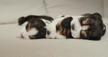 Üç küçük köpek yavrusu kanepede yan yana uyuyor..