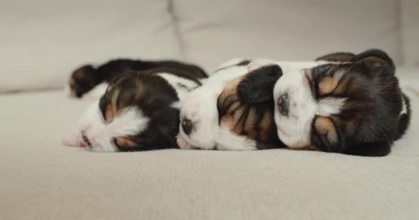 三只小猎犬小狗肩并肩睡在沙发上 — 图库视频影像