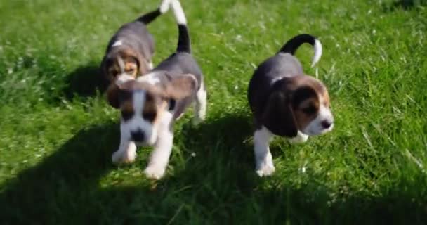 Mehrere Kleine Beagle Welpen Rennen Auf Grünem Gras — Stockvideo