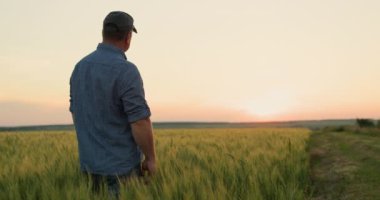 Bir çiftçi buğday tarlasına bakar. Açık yaz akşamı.