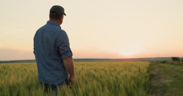Farmář Podívá Své Pšeničné Pole Čistý Letní Večer — Stock video