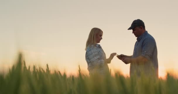 Dois Agricultores Homem Uma Mulher Comunicam Fundo Campo Trigo — Vídeo de Stock