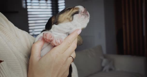Bonito Filhote Cachorro Sonolento Boceja Nos Braços Proprietário — Vídeo de Stock