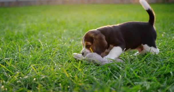 Ein Lustiger Beagle Welpe Nagt Den Hausschuhen Des Besitzers Spielen — Stockvideo