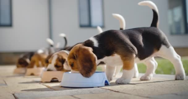 Små Beagle Valpar Har Middag Verandan Hemma — Stockvideo