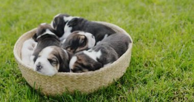 Birkaç küçük köpek yavrusu yeşil çimlerin üzerinde duran bir sepetin içinde uyuyorlar..