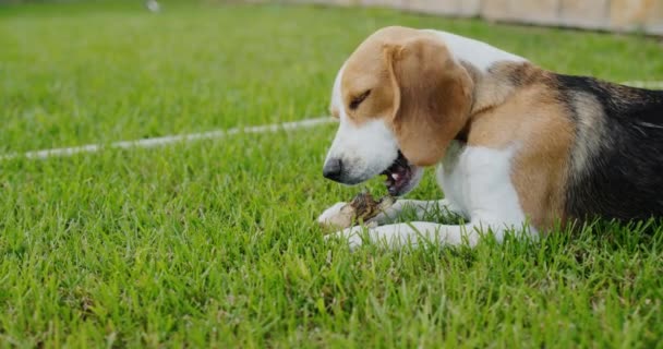 Köpeği Evin Arka Bahçesinde Bir Kemik Çiğniyor — Stok video