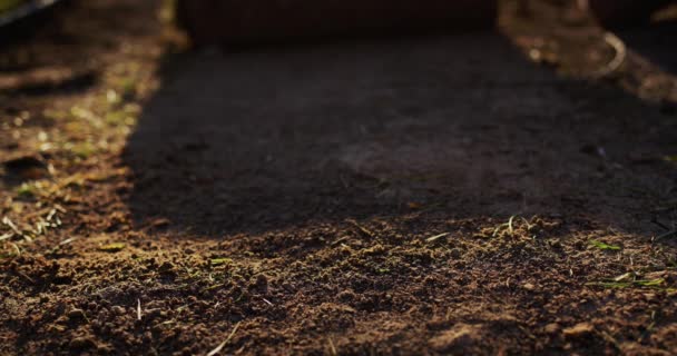 植栽のために準備された土壌に芝生の草のロールが展開されます 4Kビデオ — ストック動画