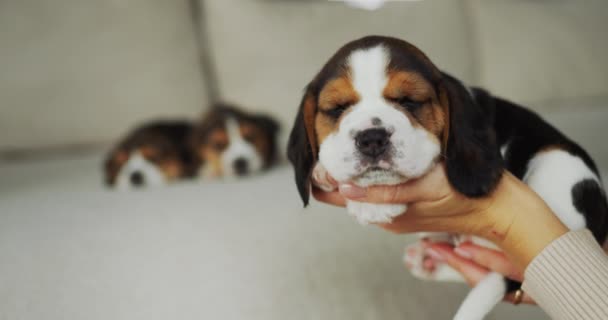 Owner Holding Cute Beagle Puppy His Hands Cozy House Pet — Stockvideo