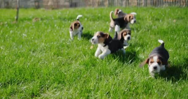 Vários Filhotes Beagle Correndo Grama Verde — Vídeo de Stock