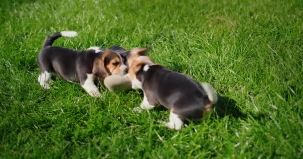 芝生の上で所有者のスリッパで遊ぶ子犬のニブル — ストック動画