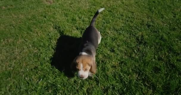 Filhote Cachorro Beagle Puro Sangue Engraçado Corre Grama Verde Rastreamento — Vídeo de Stock