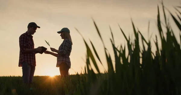 Silhouette Due Agricoltori Comunicare Sullo Sfondo Campo Grano Dove Tramonta — Foto Stock