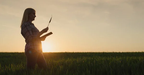 Woman Agronomist Works Field Examines Seedlings Wheat Uses Tablet New — Stock Photo, Image