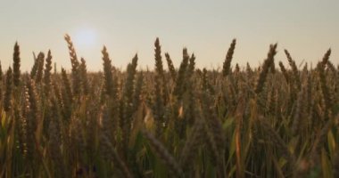 Olgun buğday kulakları gün batımında rüzgarda sallanıyor..