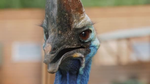 Retrato Exótico Pássaro Cassowary Voador — Vídeo de Stock