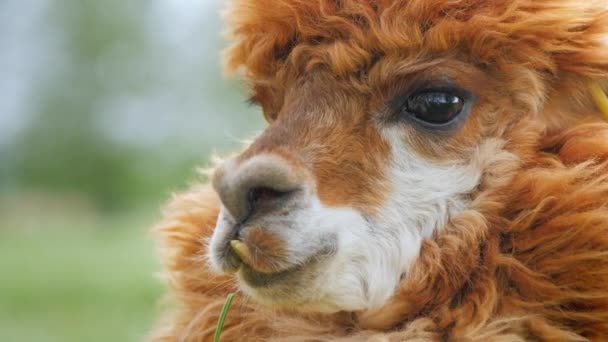 Portrait Cute Alpaca Brown Fur — Stock Video