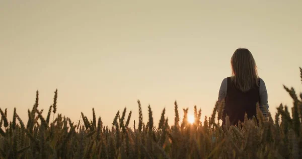 夕暮れ時に熟した小麦の畑に立つ農家の女性のシルエット バックビュー — ストック写真